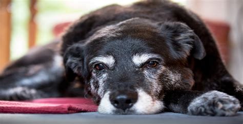 peaceful pet in home tucson.